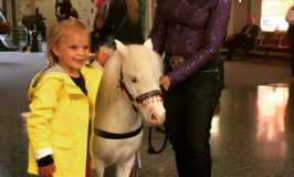 Therapy Support Miniature Horses at Airports is Now a Thing