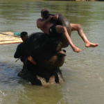 a man on an elephant in the water
