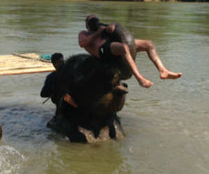 a man on an elephant in the water