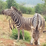 a couple of zebras standing on a dirt path