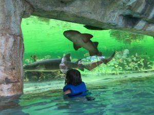 a child in a pool with sharks and fish