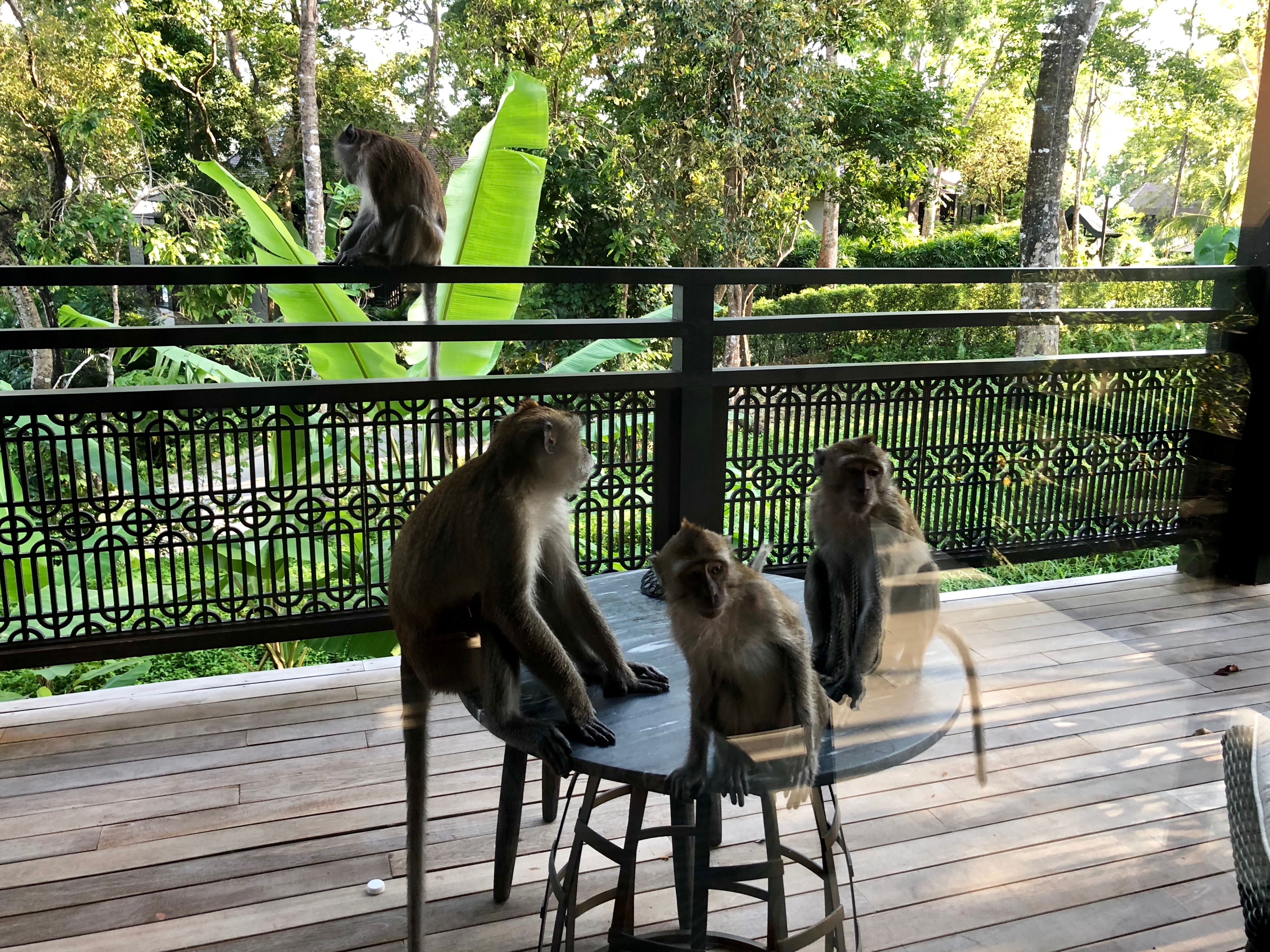 monkeys sitting on a table